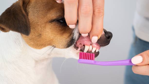 istock Woman brushing her dog jack russell terrier teeth on white background. 2154843686