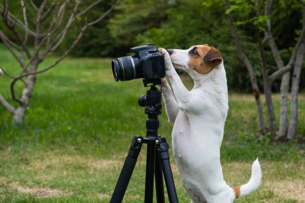 psí jack russell teriér fotí na kameru na stativu venku. - roztomilost-fotky - stock snímky, obrázky a fotky