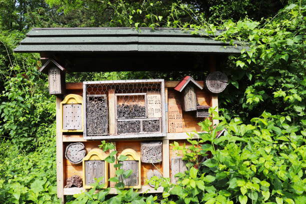 istock houses for wild bees in a summer park 2154845046