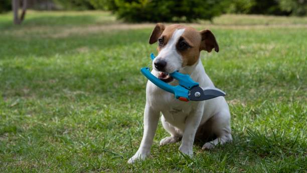 istock The dog is holding a pruner tool. Jack russell terrier holds gardener tools and is engaged in farming. 2154845100