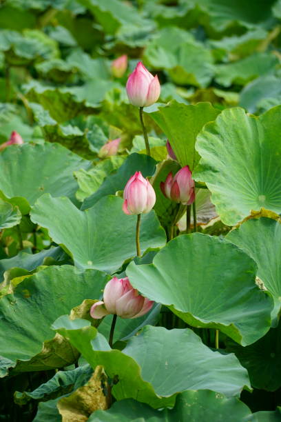 istock Lotus flowers bloom in flooded fields 2154846454