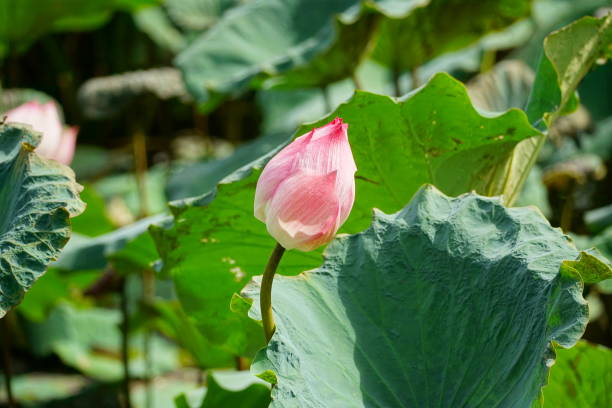 istock Lotus flowers bloom in flooded fields 2154846495