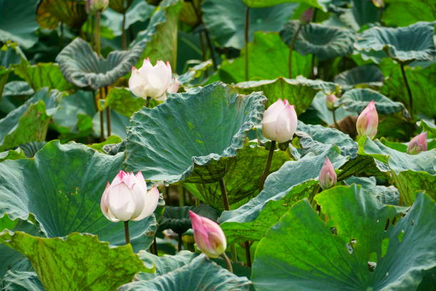 istock Lotus flowers bloom in flooded fields 2154846502