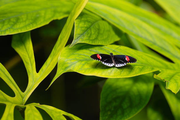 A Red postman or small postman butterfly in his natural environment in the tropical rainforest of Mindo in Ecuador.