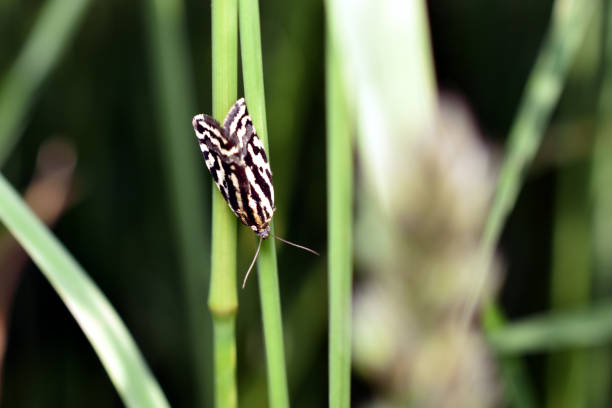 Acontia, Emmelia, trabealis butterfly sits on a green leaf.