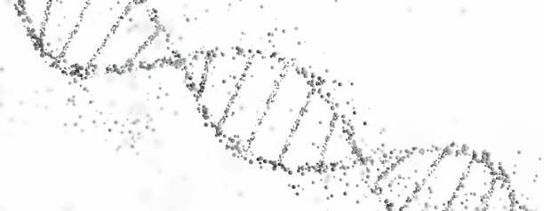 istock 3D rendering of a DNA double helix structure with spheres on a white background with copy space. Genomic sequencing, molecular biology, and genetic data analysis 2154847624