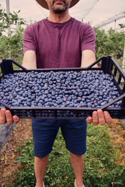 istock Farmer picking fresh blueberries on a farm. 2154847706