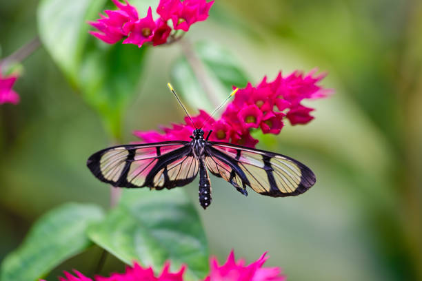 Golden Birdwing Butterfly (Papilio palinurus) feeding on nectar from pink Lantana flower while flapping its forewings. This active tropical butterfly is found in Asia.