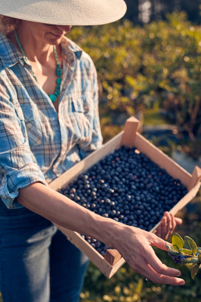 istock Woman picking fresh blueberries on a farm. 2154848303