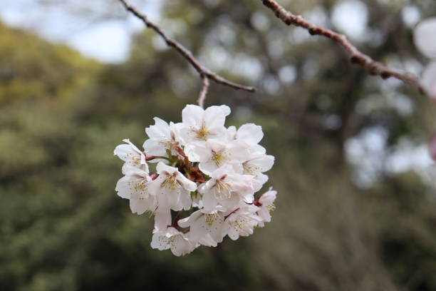 istock Cherry blossom trees in full blossom 2154848561
