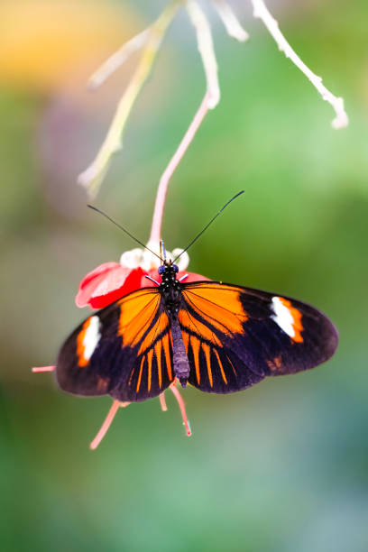 istock Postman butterfly is sucking nectar. Heliconius melpomene 2154848647