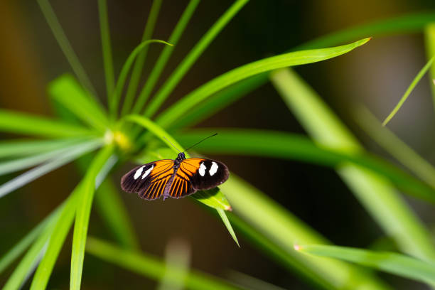 Postman butterfly is resting on the leaves. Fragile beauty in nature. Heliconius melpomene. High quality photo