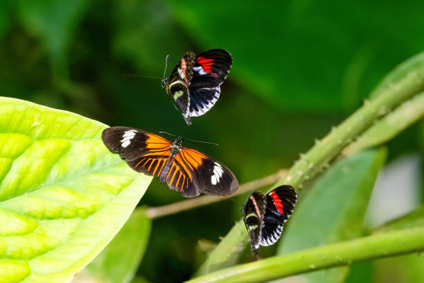 istock Interacting Postman butterflies. Heliconius melpomene 2154849319