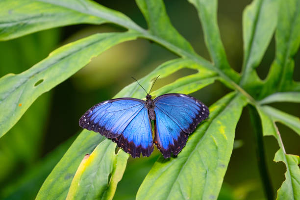 istock Blue morpho is resting on the leaves. Morpho peleides 2154849726