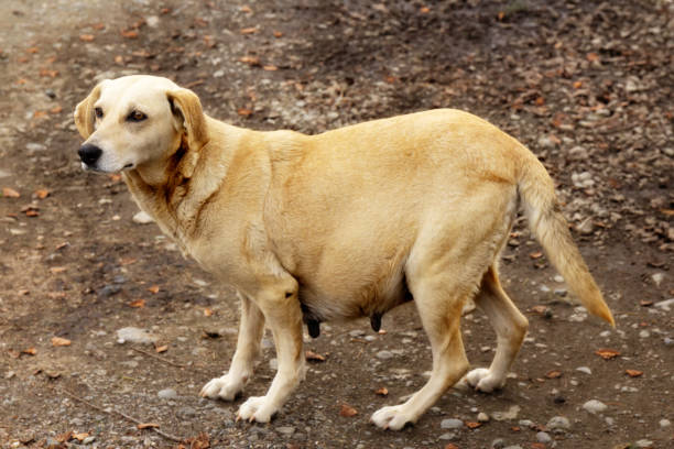 istock Pregnant mongrel dog standing on the ground. 2154850595