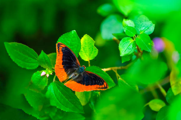 flying colored butterfly with a shadow from below. isolated on white background