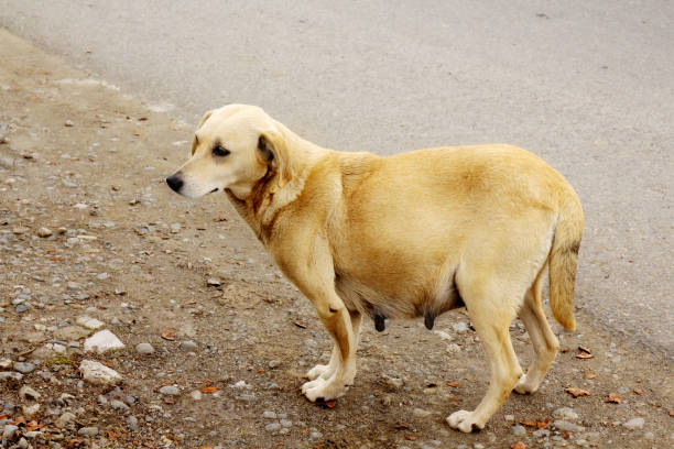 istock Pregnant mongrel dog standing on the street 2154850922