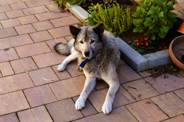 istock Dog peacefully resting on a brick sidewalk. 2154851109