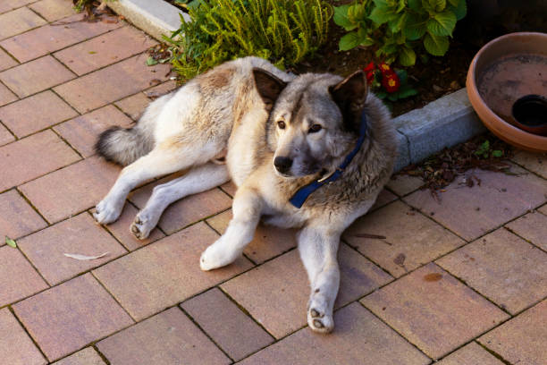 Dog with a collar is resting peacefully on a brick sidewalk, surrounded by a variety of plants and flowerpots.