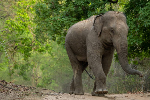 istock wild aggressive asian elephant or Elephas maximus indicus roadblock walking head on in summer season and natural green scenic background safari at bandhavgarh national park forest madhya pradesh india 2154851201