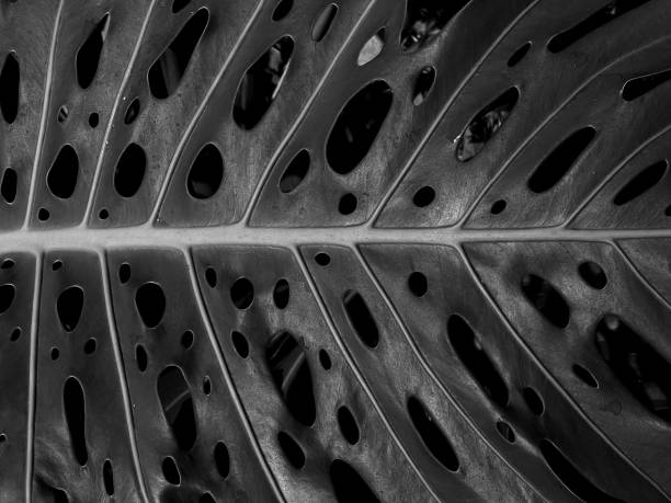 istock Huge Monstera leaf wet from rain drops closeup black and white. Abstract background textured pattern of leaf with holes and drops. Botanical garden Puerto de la Cruz, Orotava, Canary Islands, Tenerife 2154851225