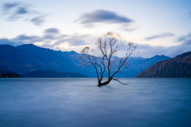 That Wanaka Tree, Lake Wanaka in the evening, windy day, Willow Tree