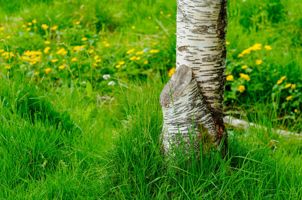 istock Sunlit birch tree surrounded by vibrant spring flowers and grass 2154851738