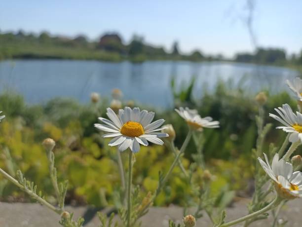 istock Matricaria chamomilla (synonym: Matricaria recutita), commonly known as chamomile (also spelled camomile), German chamomile, Hungarian chamomile (kamilla), wild chamomile 2154854146