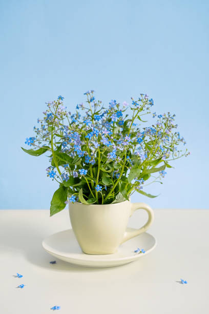 istock Blooming forget me not flowers in tea cup. Creative still life. 2154854232