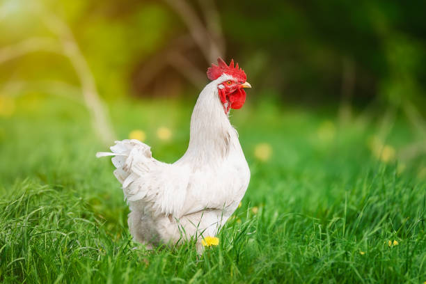 istock cute rooster crowing on the farm.. 2154854459