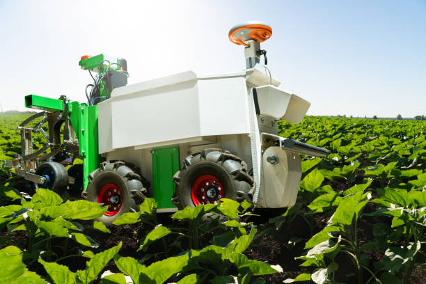 istock Autonomous wheeled robot is working in an agricultural field 2154854946