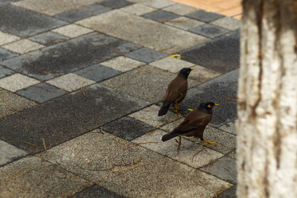 Two Small Myna Dark Birds Looking for Caterpillars That Have Fallen From A Tree Onto Paving Slabs, Wildlife Life In Urban Conditions.