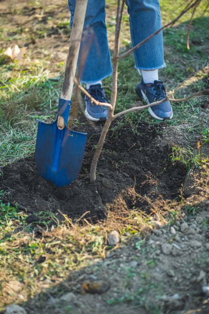 istock planting new trees with gardening tools in green park 2154860110