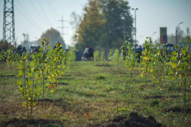 green garden with young fresh planted trees