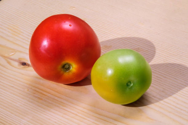 Ripe and unripe tomatoes. Two tomatoes, one green and one red, on a wooden bench. Vegetable cultivation. Selective focus.