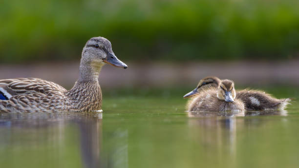 istock Mallard duckling swimming on the surface of a pond 2154863143