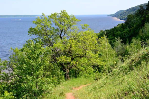 istock a trail leads to a lake with a tree on the right side 2154863665