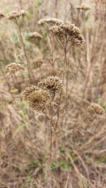 istock Dried field and meadow grasses (achillea, tansy) 2154863887