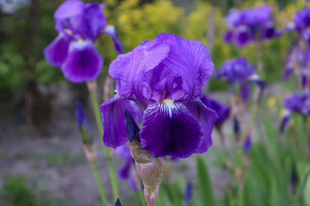 istock a flower bed of purple irises 2154863981