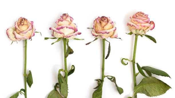 istock Wilted rose flowers on a white background, top view. 2154864142