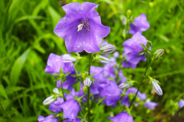 istock summer landscape. forest bells among green grass 2154864167
