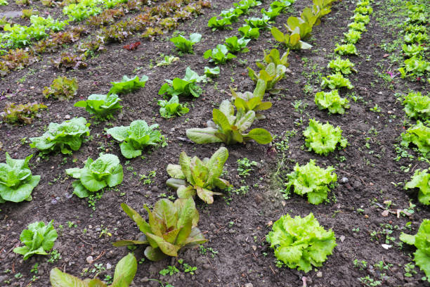 istock leaf lettuce in garden beds 2154864691