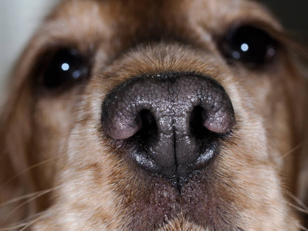 istock cocker spaniel dog nose detail 2154868647