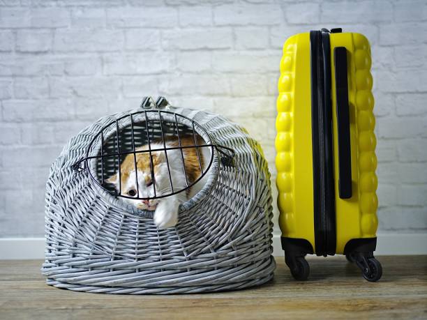 istock Tabby cat in a travel crate beside a suitcase look anxiously out. 2154868685