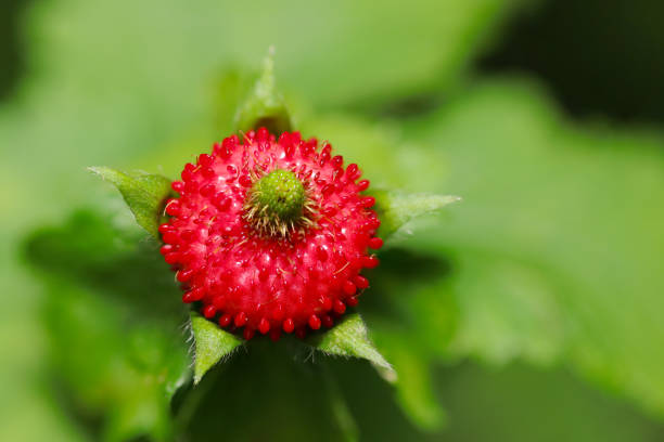 Indian strawberry, Yabuhebi strawberry fruit ripens bright red (Natural+flash light, macro close-up photography)