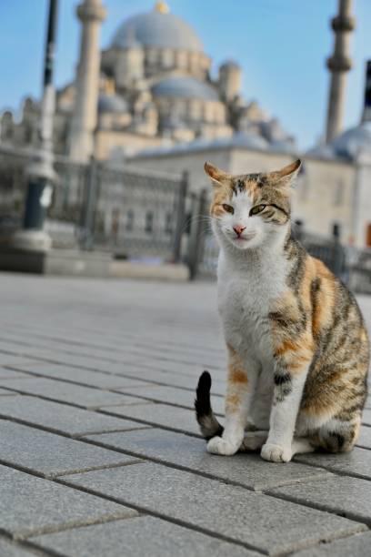 istock Cat in the street 2154869519