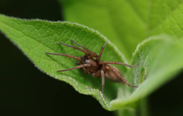 istock Japanese Torafuwashigumo spider with distinctive warts hiding in grass leaves (Outdoor field, closeup macro photography) 2154870001