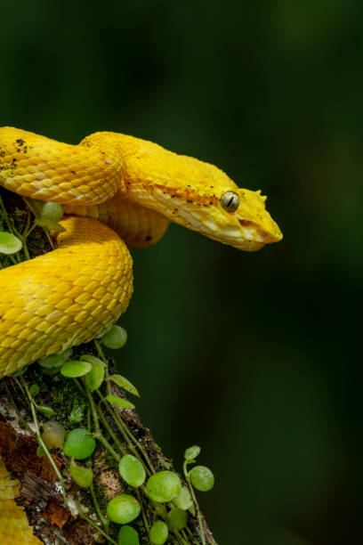 istock Bothriechis schlegelii , Viper - stock photo 2154870025