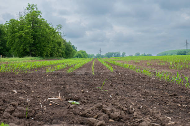 istock Young corn field of a farmland. 2154870237