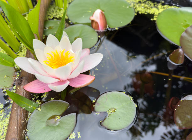 istock water lilies in the garden pond 2154870467